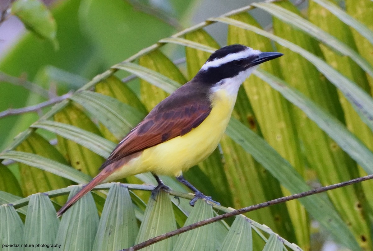 Great Kiskadee - ML289728181