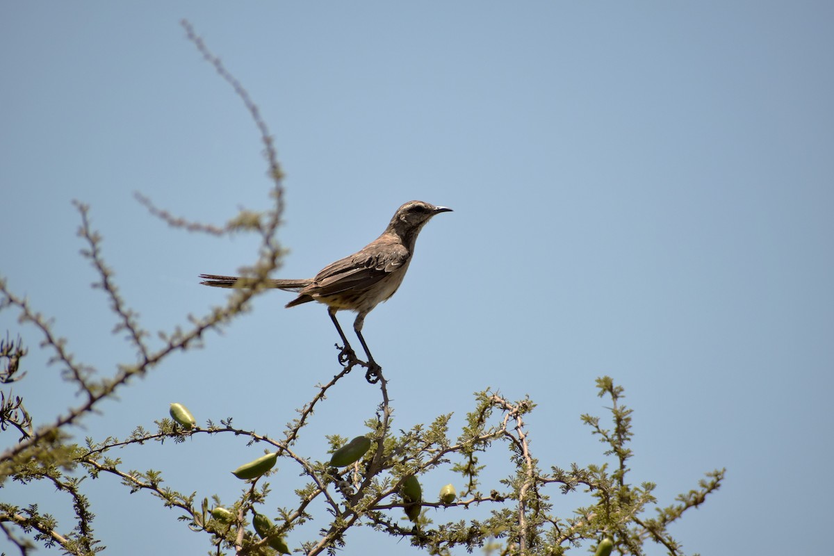 Chilean Mockingbird - ML289728271