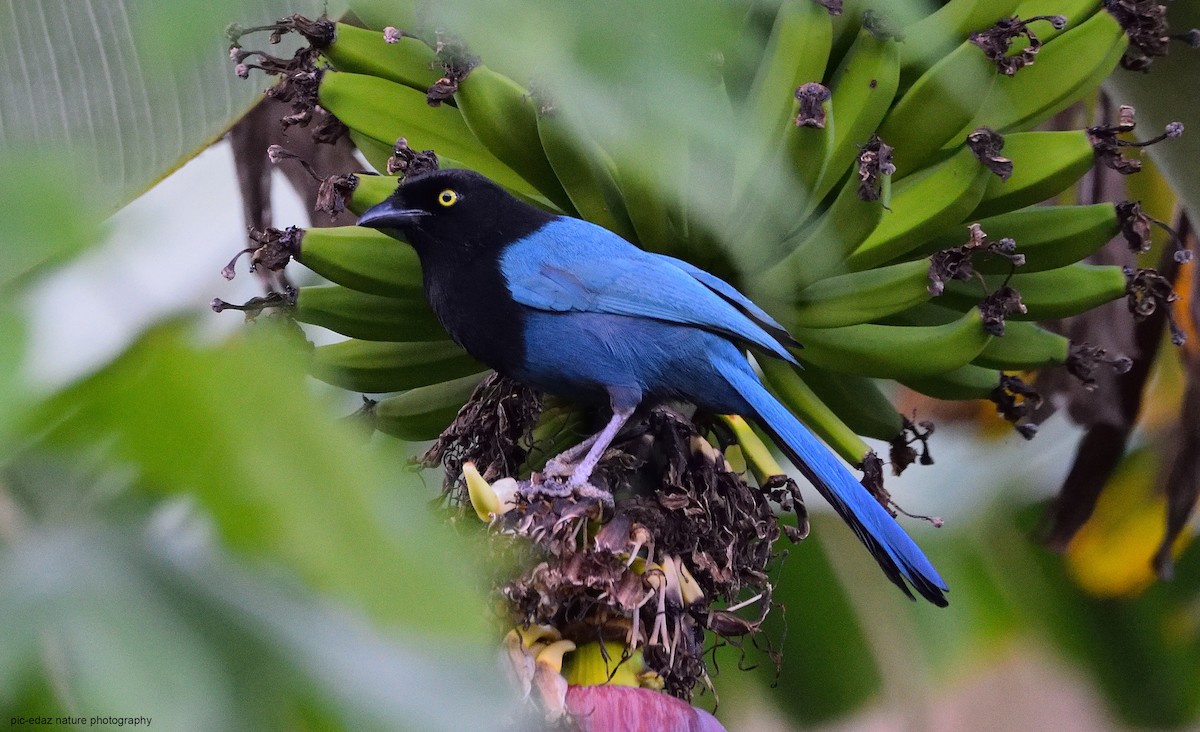 Bushy-crested Jay - ML289728411