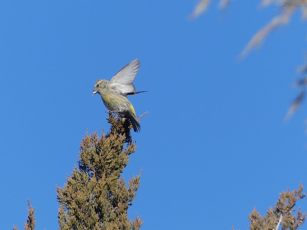 Red Crossbill - ML289728531