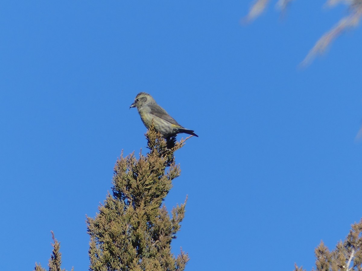 Red Crossbill - ML289728561