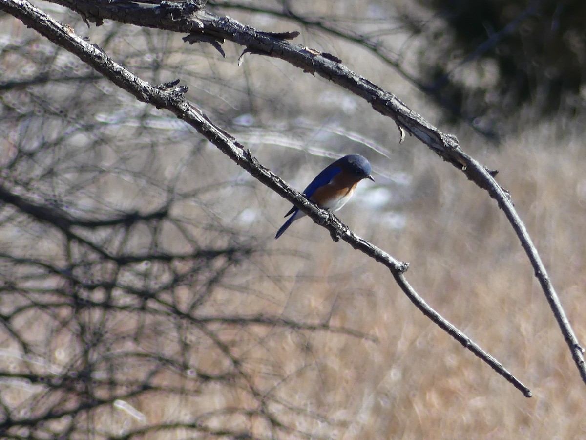 Eastern Bluebird - ML289728701