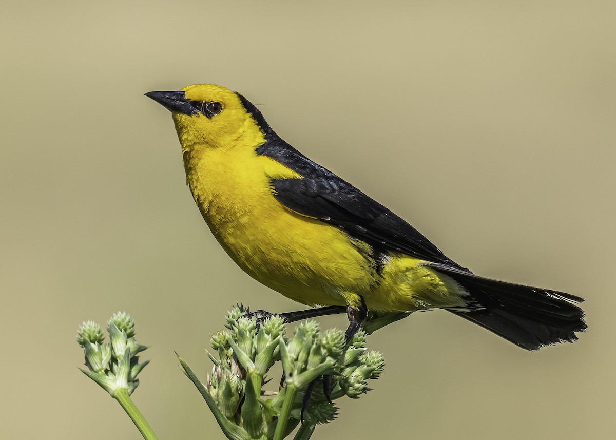 Saffron-cowled Blackbird - ML289729321