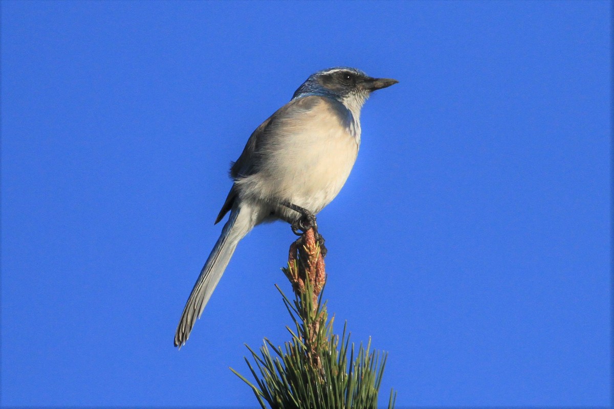 California Scrub-Jay - Kent Forward