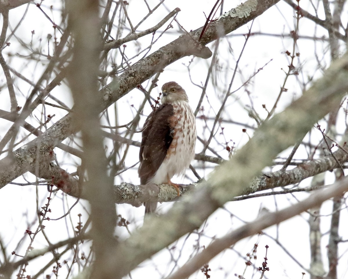 Sharp-shinned Hawk - Tom Murray