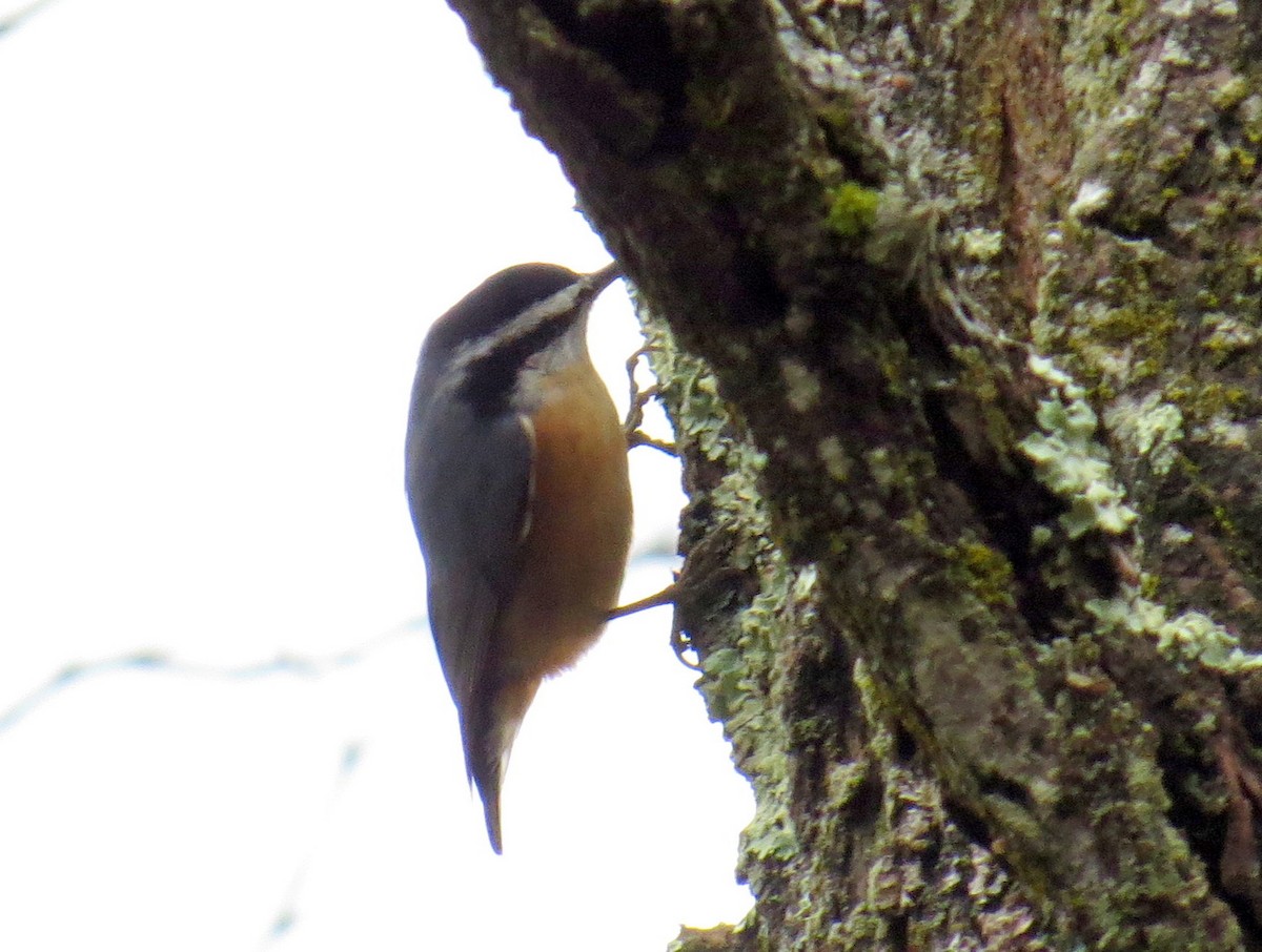 Red-breasted Nuthatch - ML289733531