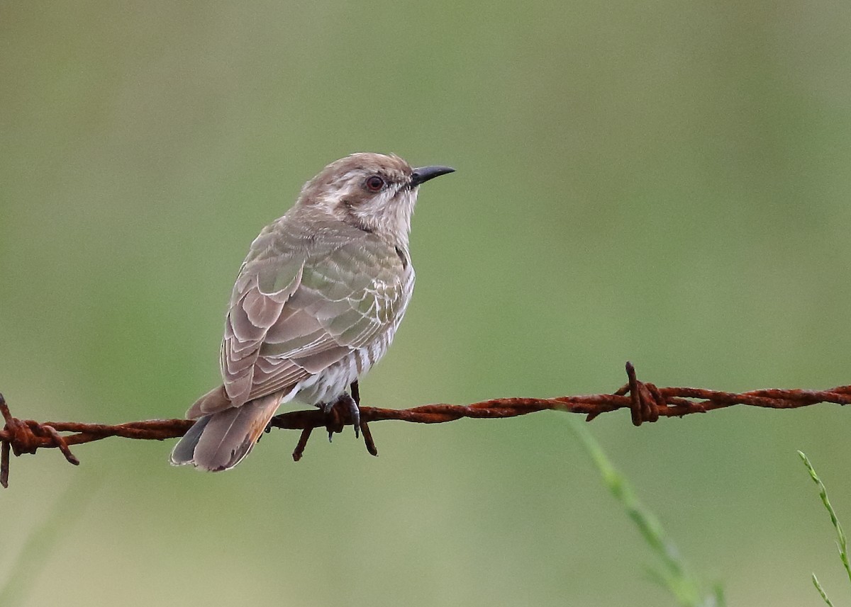 Horsfield's Bronze-Cuckoo - ML289733851