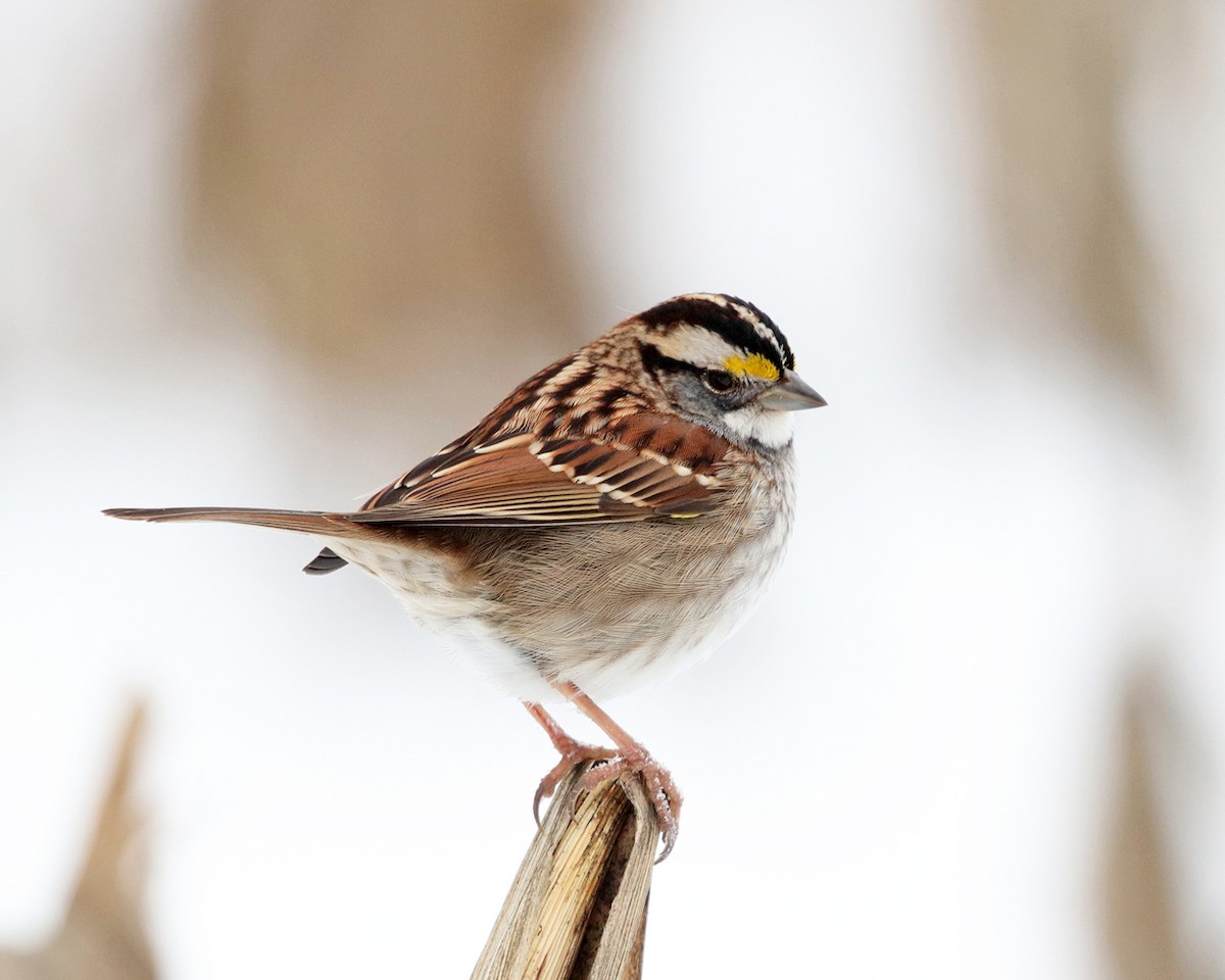 White-throated Sparrow - ML289733861