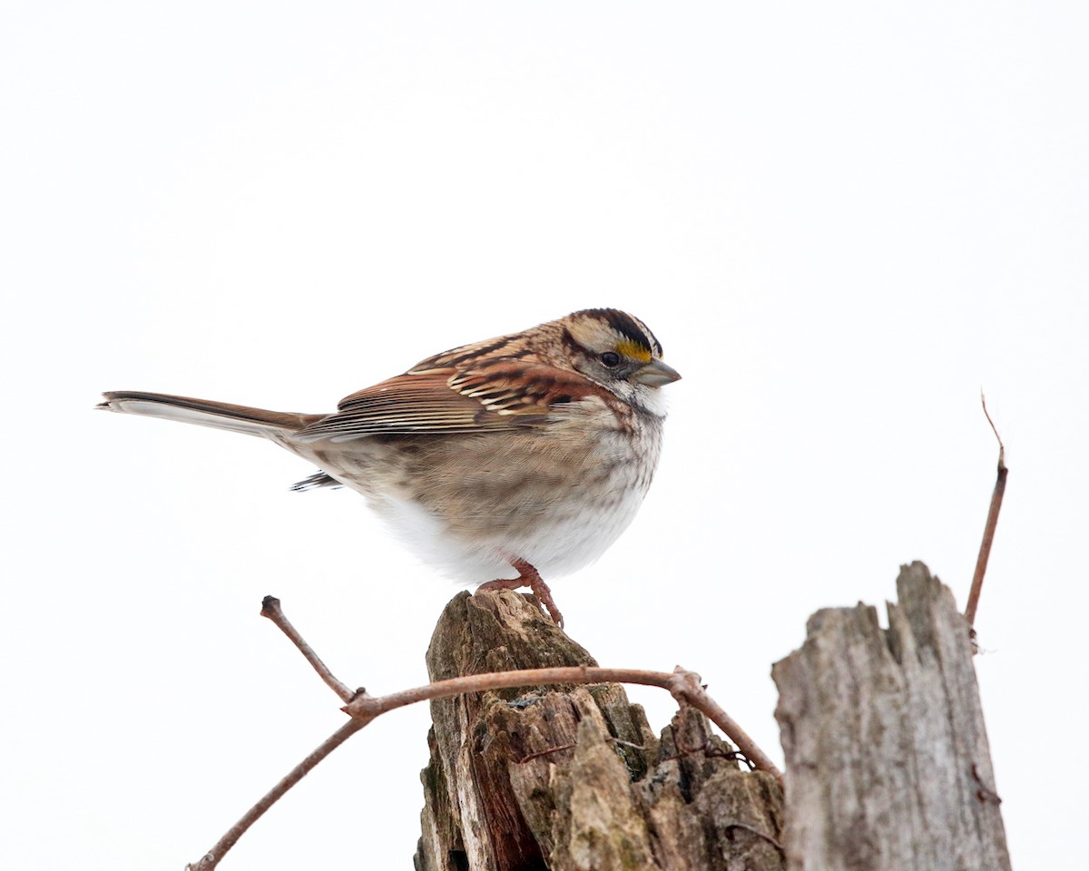 White-throated Sparrow - ML289733951