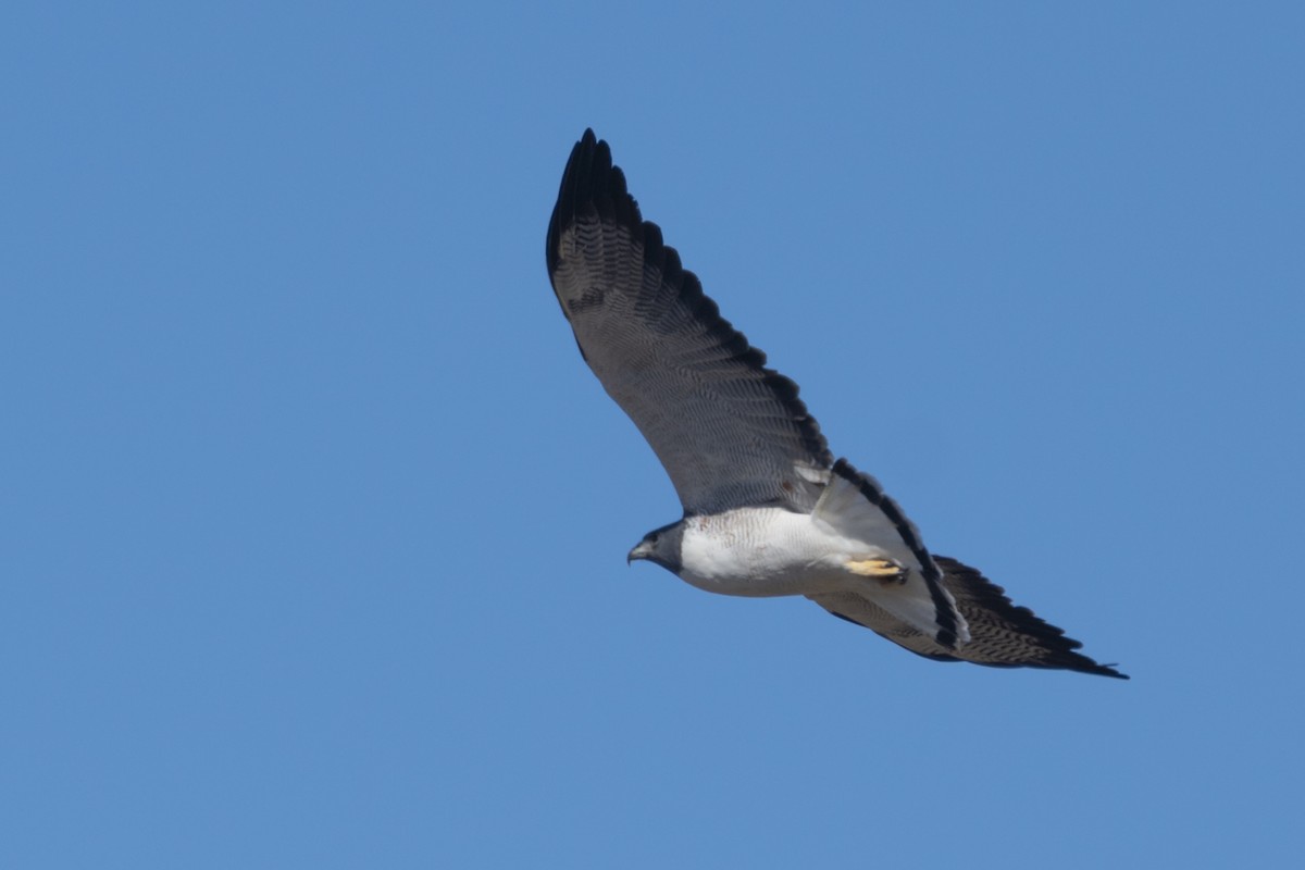 White-tailed Hawk - Bryan Calk