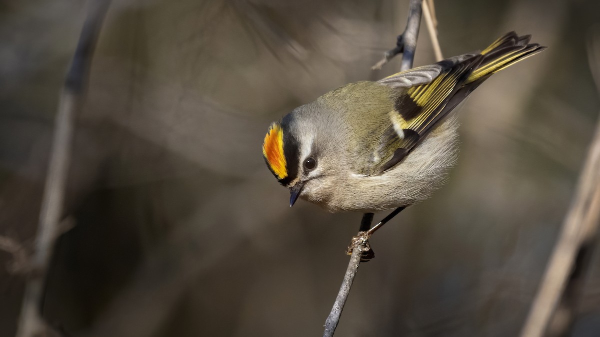 Golden-crowned Kinglet - Bryan Calk