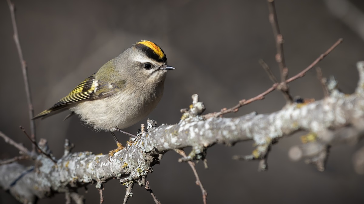 Golden-crowned Kinglet - ML289734901