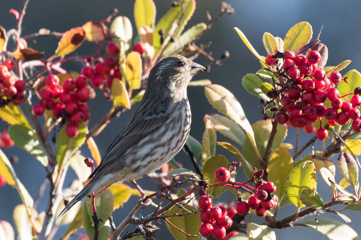 Purple Finch - ML289735841