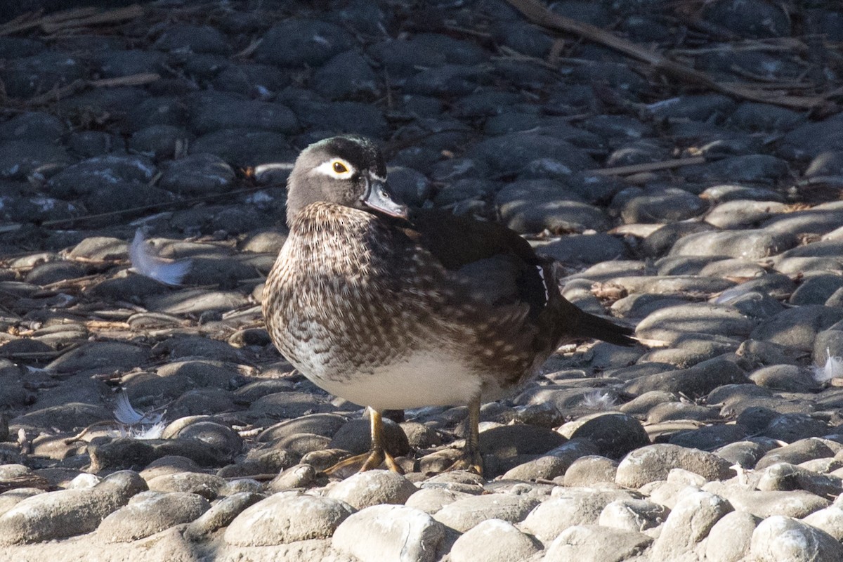 Wood Duck - ML289735901