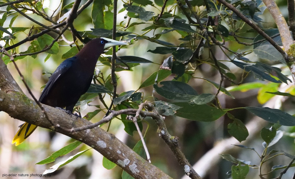 Chestnut-headed Oropendola - ML289736241