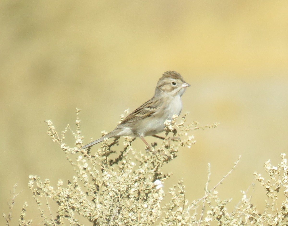 Brewer's Sparrow - ML289736471