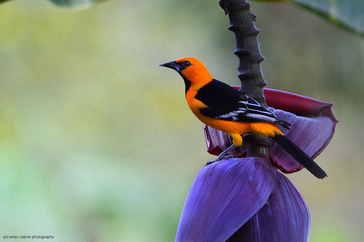 Altamira Oriole - ML289736721