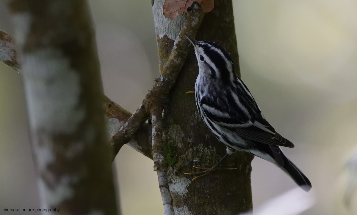 Black-and-white Warbler - ML289736761