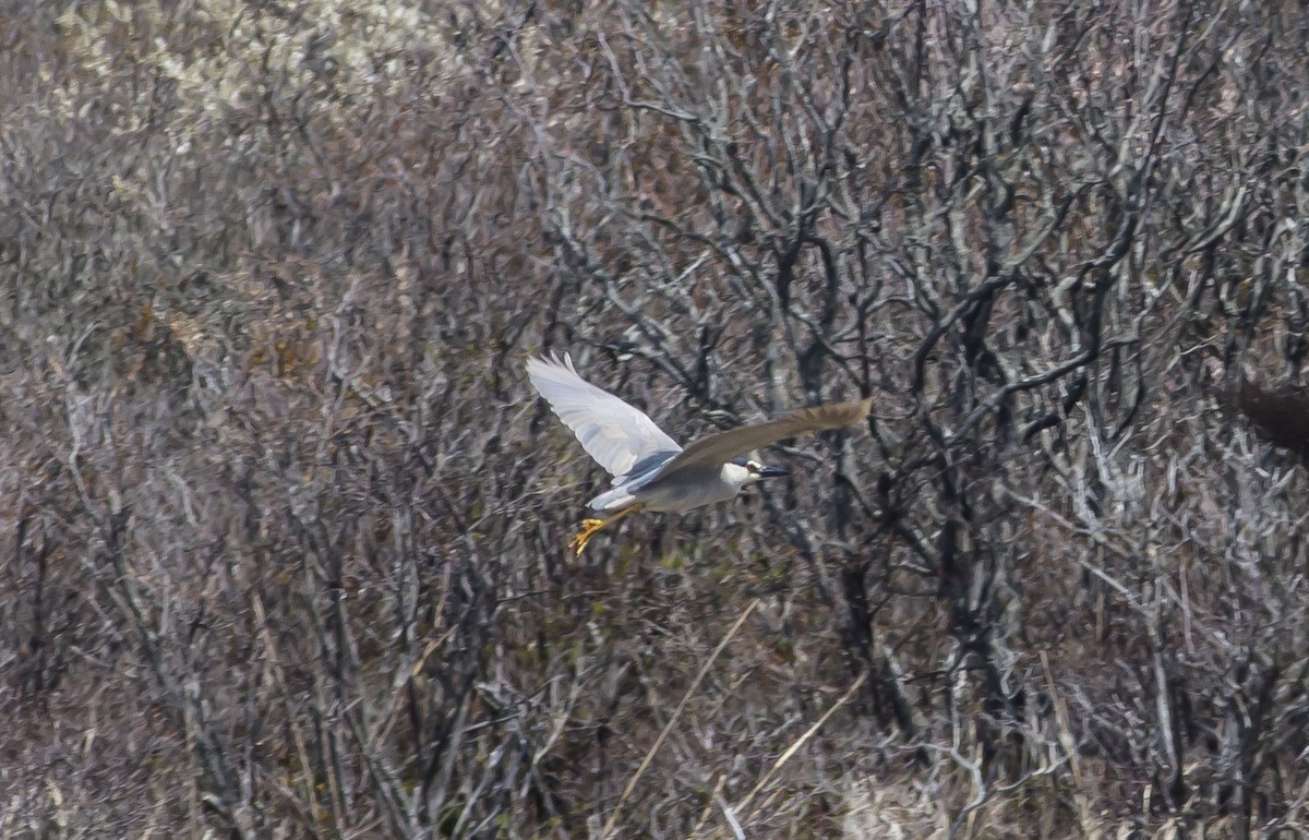 Black-crowned Night Heron - ML28973681