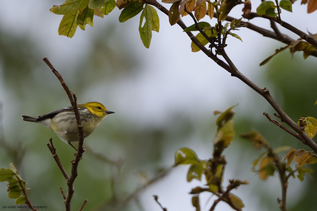 Black-throated Green Warbler - ML289736821