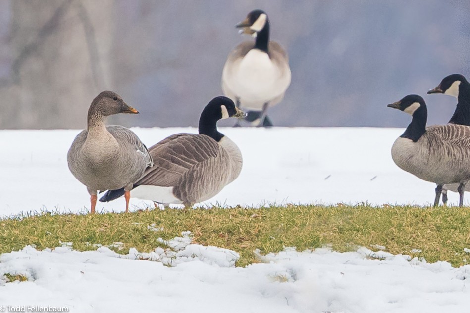 Tundra Bean-Goose - ML289737211