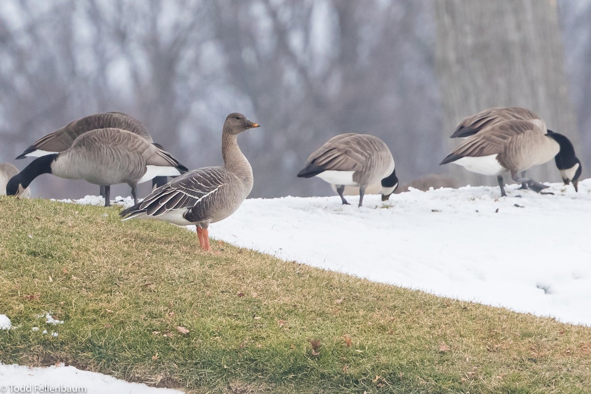 Tundra Bean-Goose - ML289737251