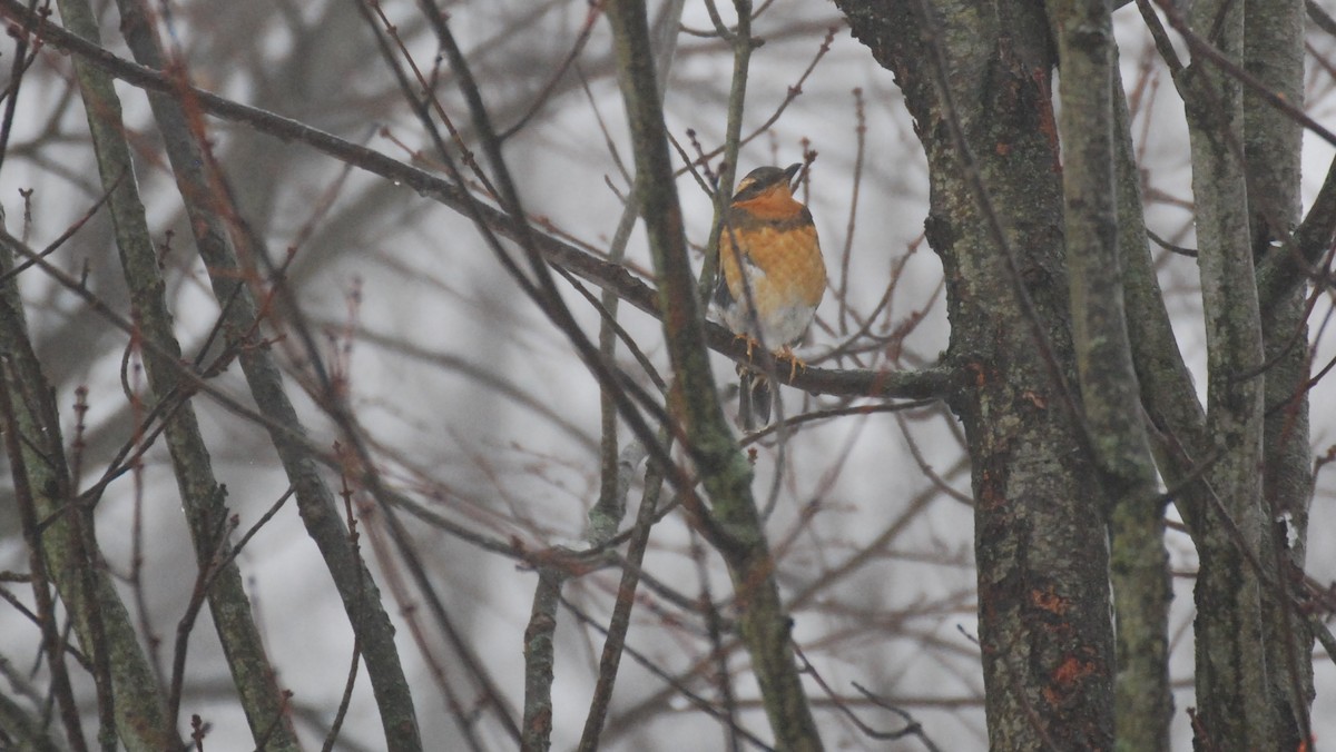 Varied Thrush - ML289737511