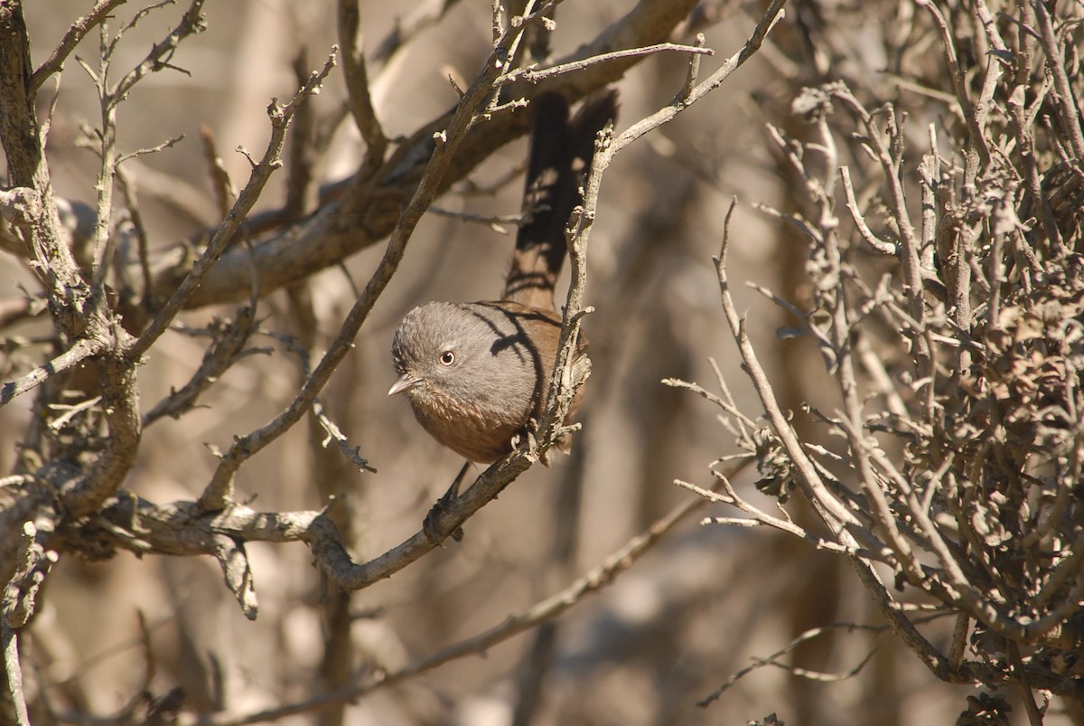 Wrentit - Jaime Chaves