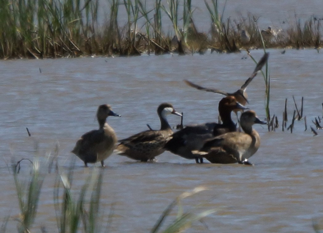 White-cheeked Pintail - ML289740001