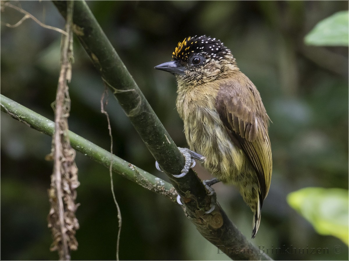 Olivaceous Piculet - Dušan Brinkhuizen