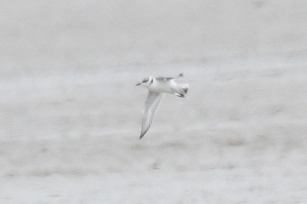 Pluvier neigeux - ML289740861