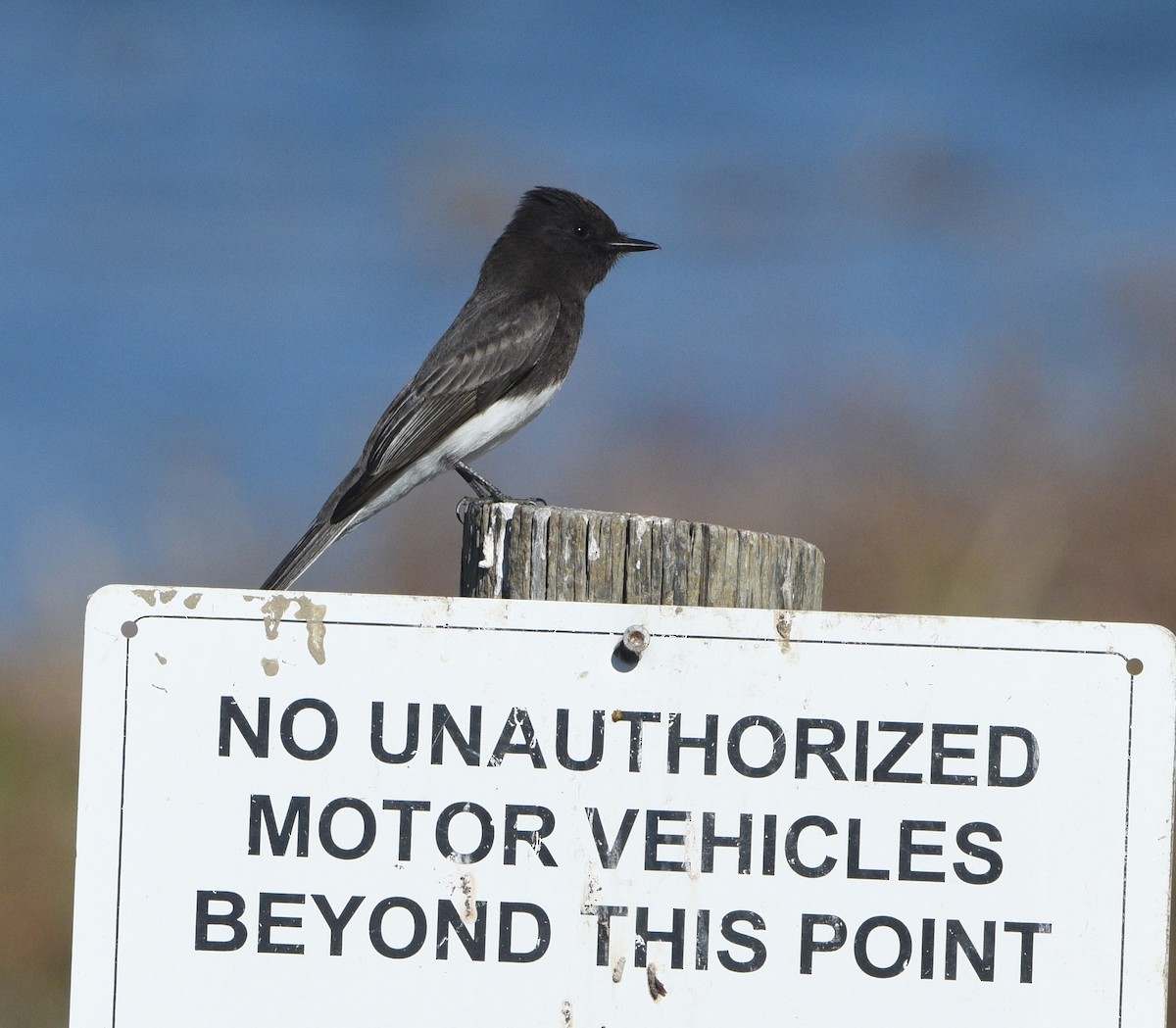 Black Phoebe - Kristen Cart