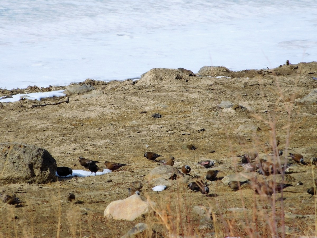 Gray-crowned Rosy-Finch - S. Chalmers