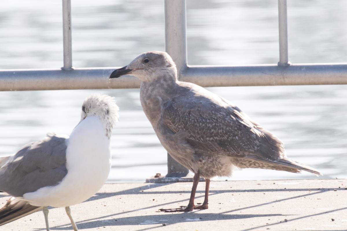 Glaucous-winged Gull - ML289742341