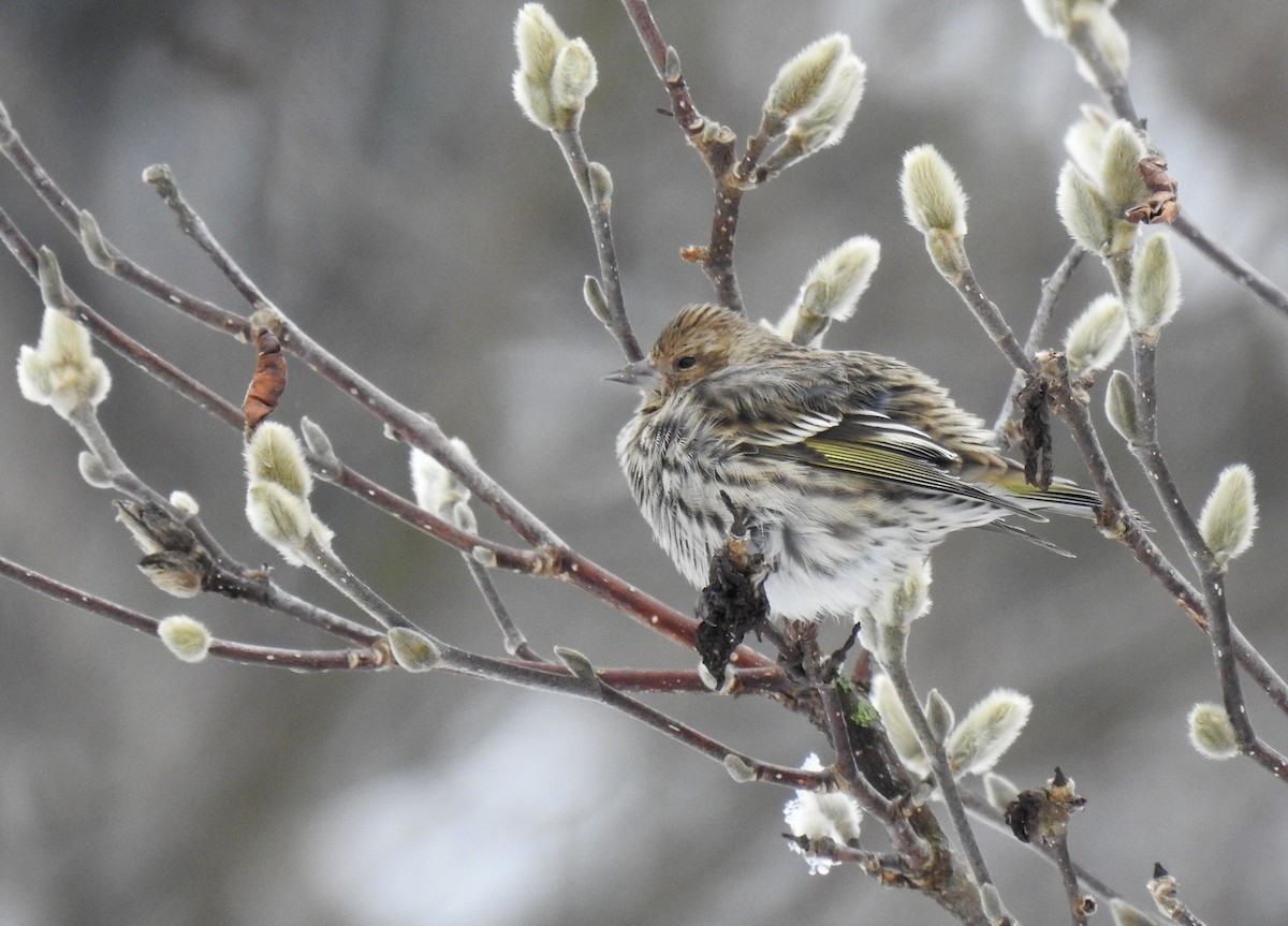 Pine Siskin - ML289742781