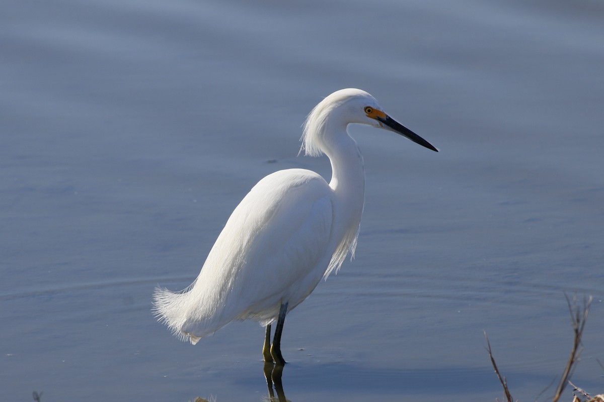 Snowy Egret - ML289743111