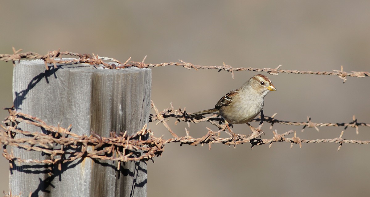 White-crowned Sparrow (Yellow-billed) - ML289745651