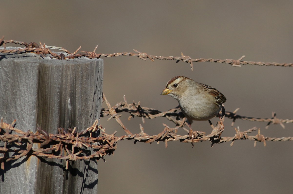 White-crowned Sparrow (Yellow-billed) - ML289745661