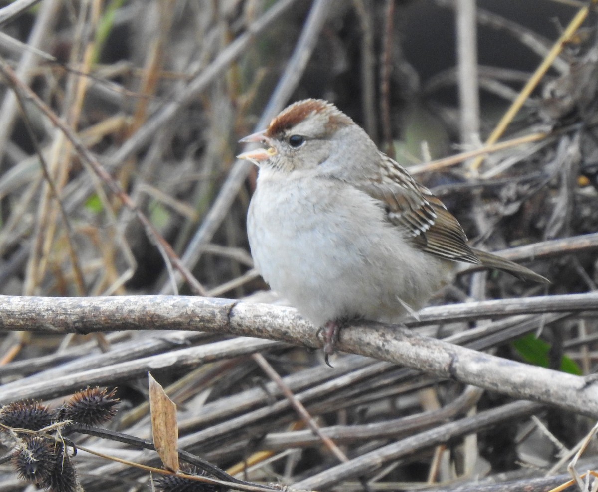 White-crowned Sparrow - ML289746111