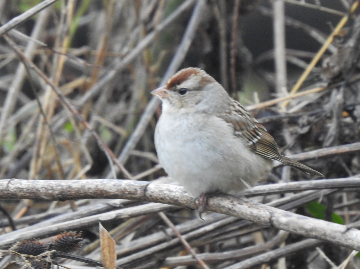 White-crowned Sparrow - ML289746161