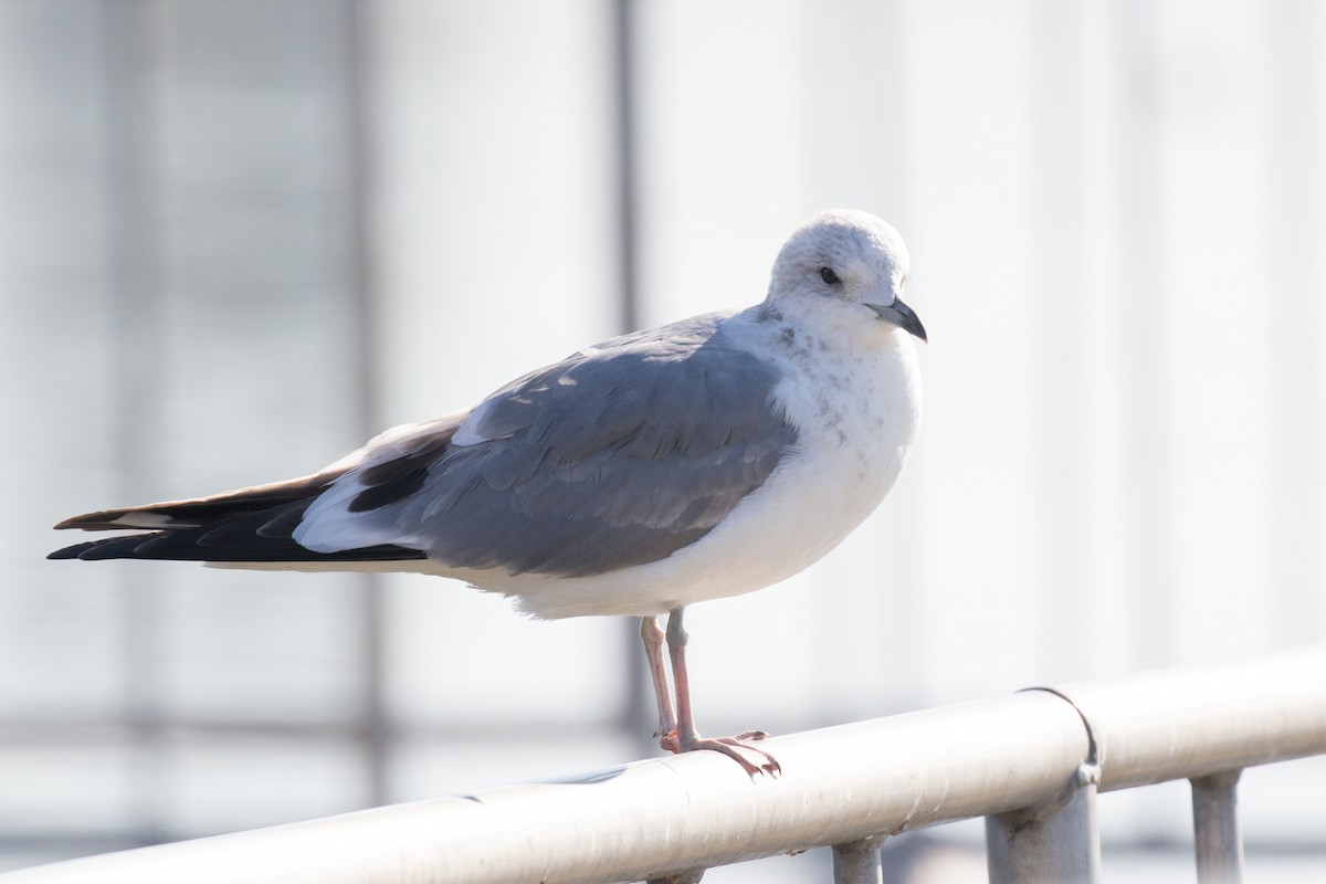 Short-billed Gull - ML289748031