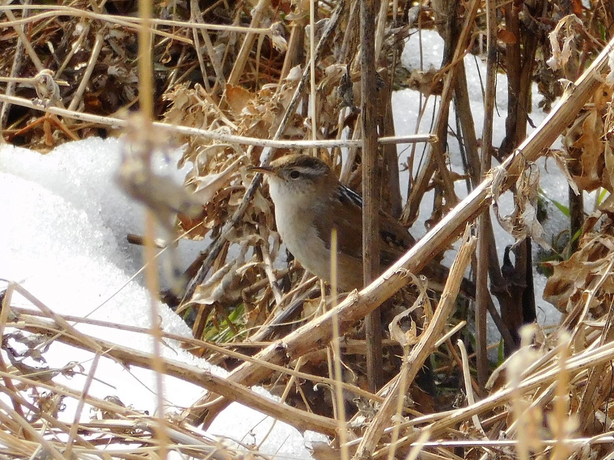 Marsh Wren - ML289748531