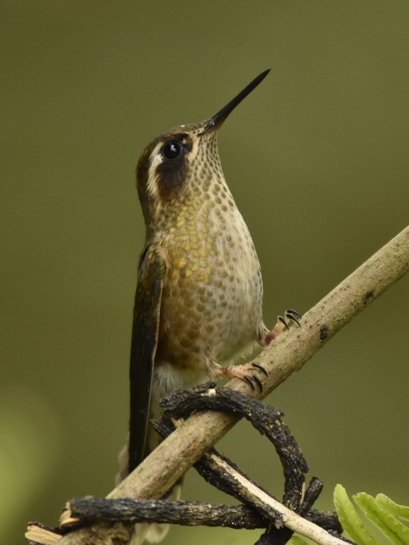 Speckled Hummingbird - ML289750351