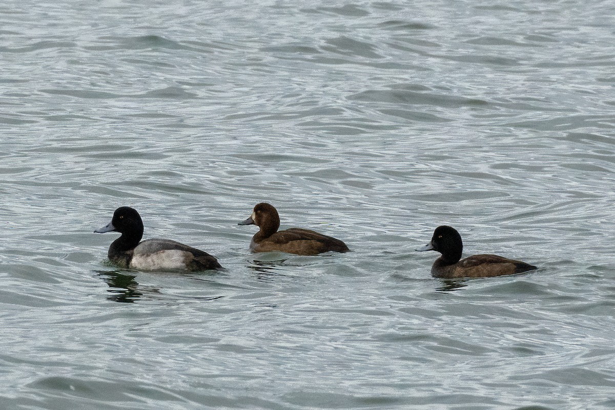 Greater Scaup - ML289753461