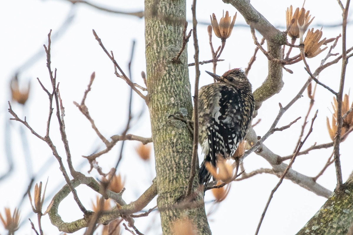 Yellow-bellied Sapsucker - ML289753931