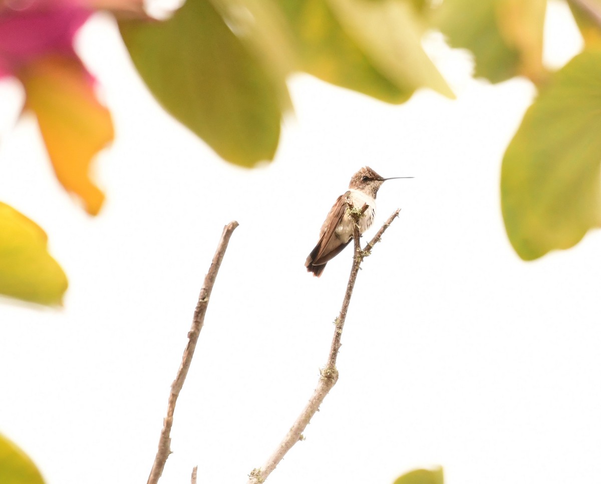 Black-chinned Hummingbird - ML289754081