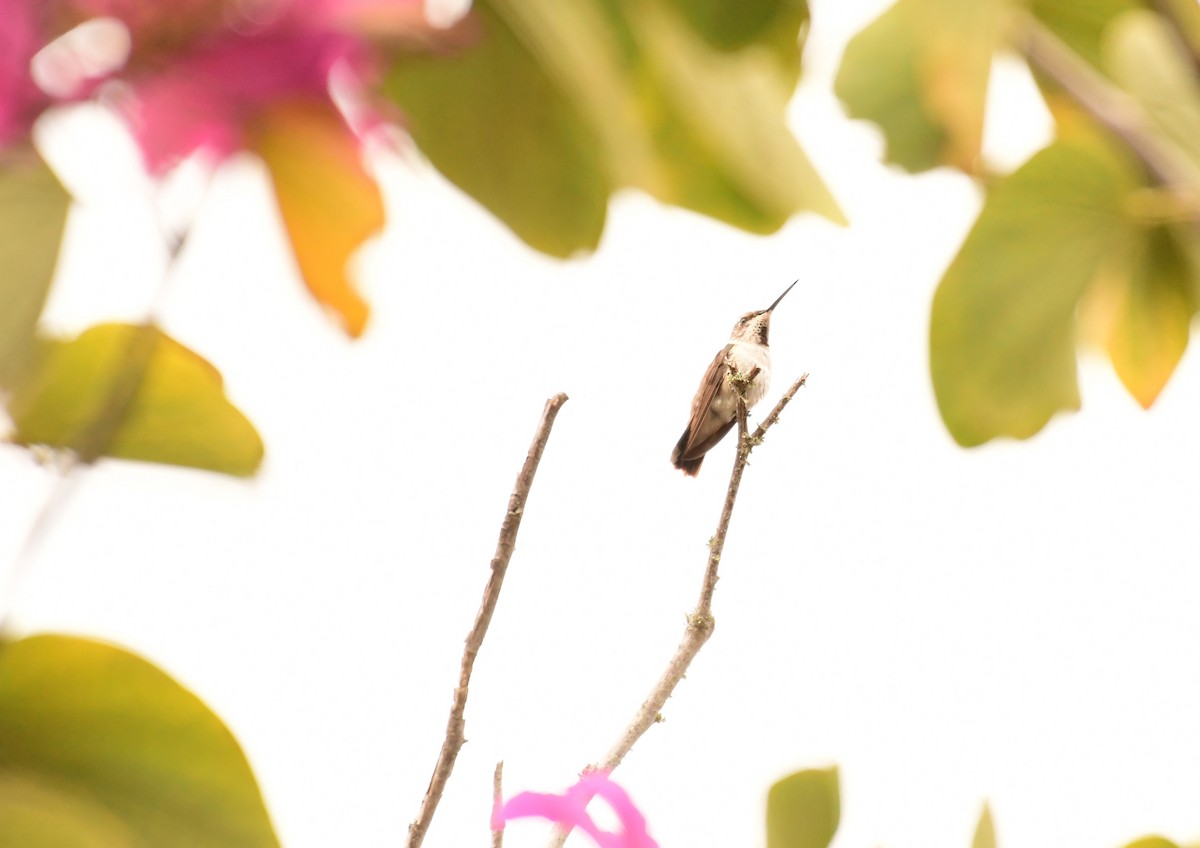 Black-chinned Hummingbird - ML289754091
