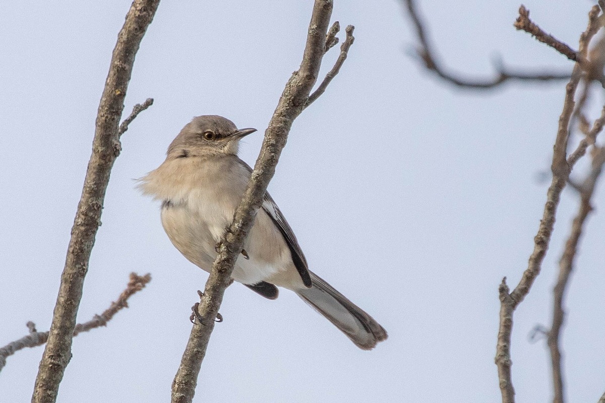 Northern Mockingbird - ML289754101