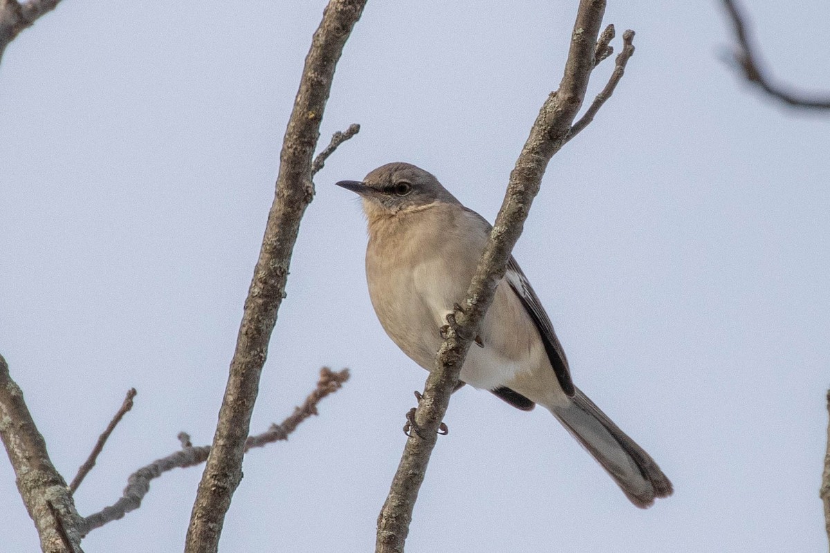 Northern Mockingbird - ML289754131