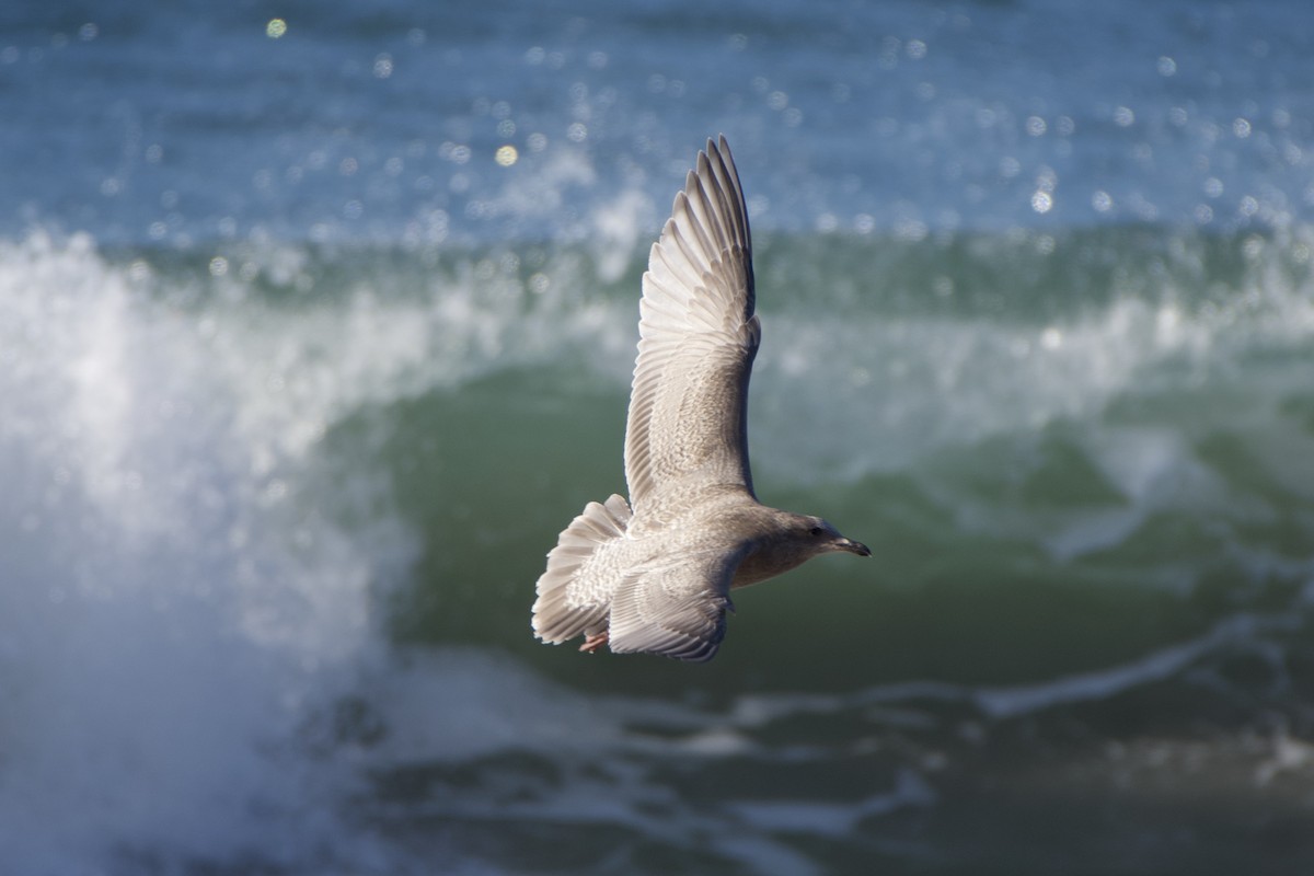 American Herring x Glaucous-winged Gull (hybrid) - ML289755391